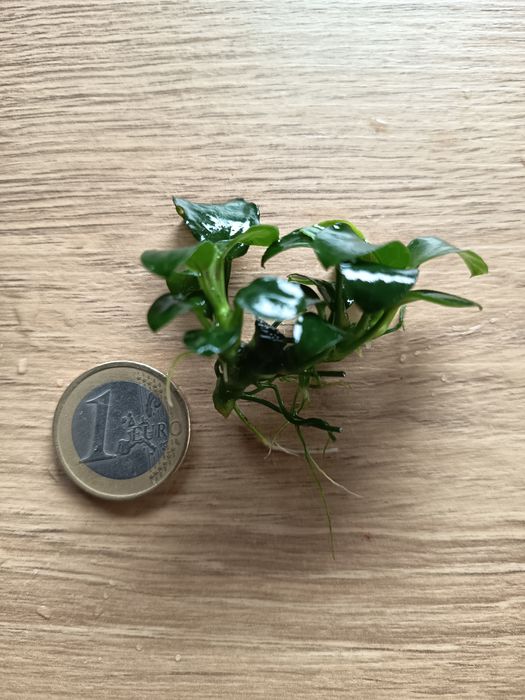 Vendo Plantas Aquário Anubias