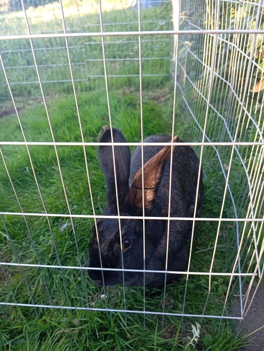 Królik samica młoda 2 letnia i 2 młode króliki 4 miesięczne