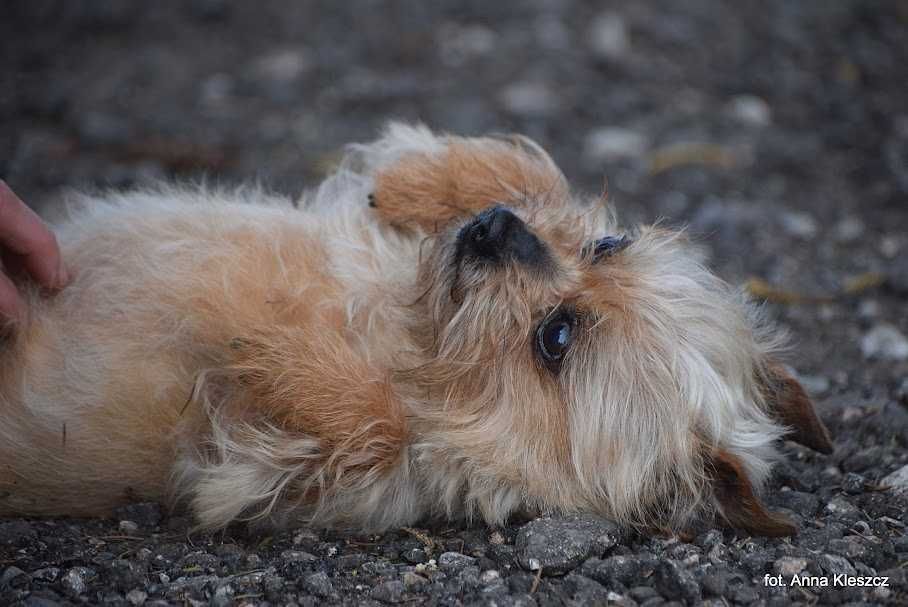 Tosia i Tosiek , psiaki w typie yorka do WSPÓLNEJ adopcji z fundacji