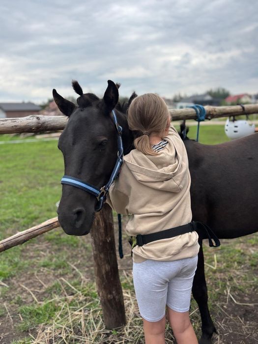 Kuc Walijski Wałach 1,5l.  sekcja B