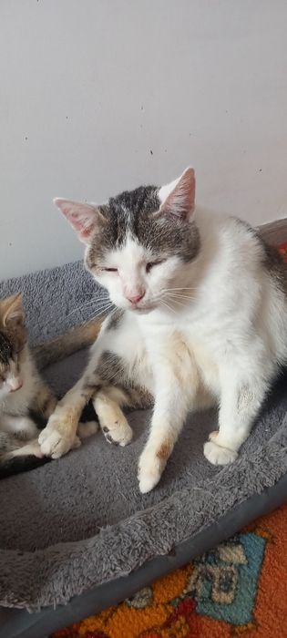 Kot Tymonek czeka na domek