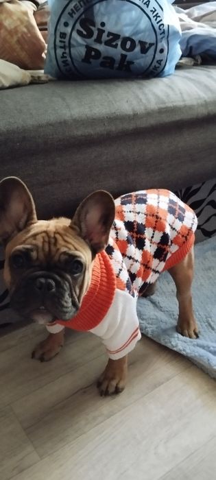 Вязка французского бульдога