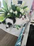 Mirabelka do adopcji