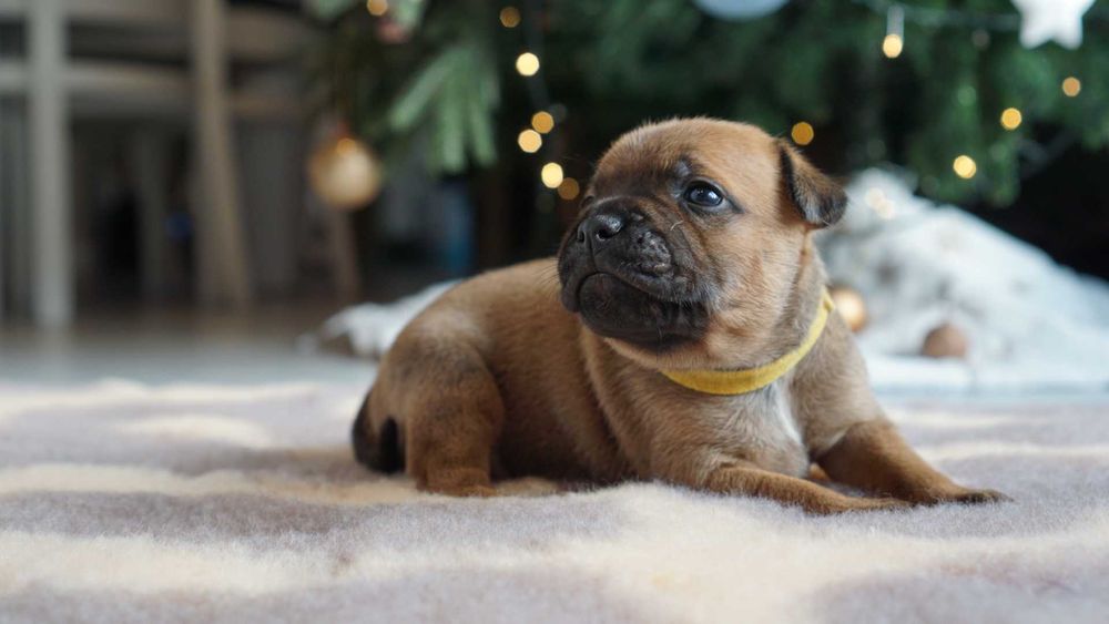 Staffordshire bull terrier staffik sbt zapowiedź