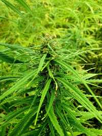 Biomasa CBD CBG THC konopna frakcja cannabis sativa mocna 1kg PROMOCJA