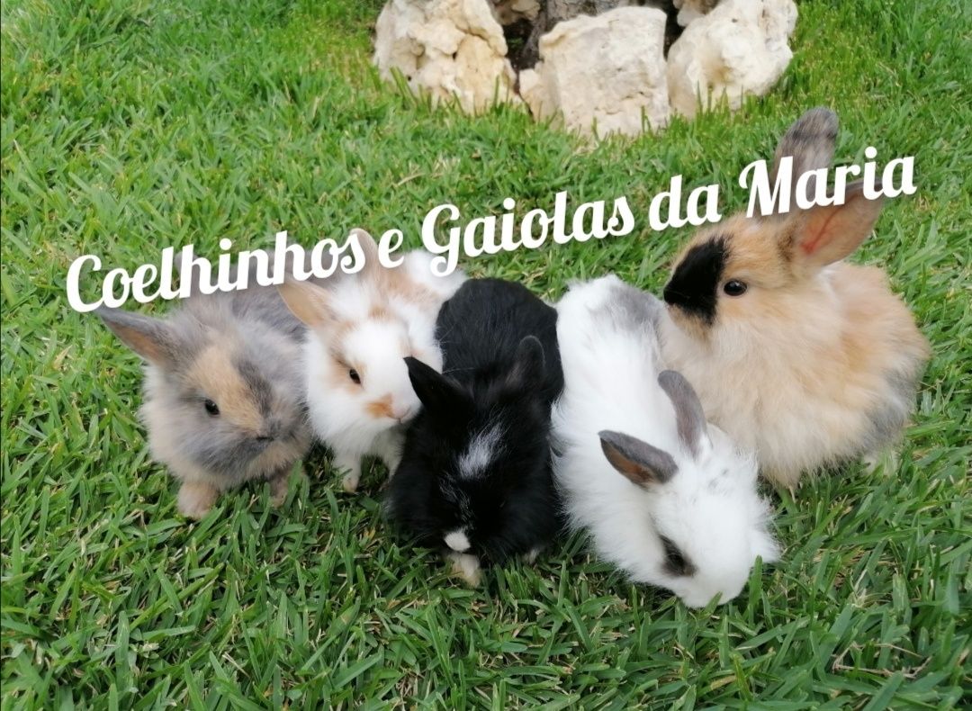 Coelhos anões Mini Holandêz, Tedy e Coelhinhos Mini Lop Belieri