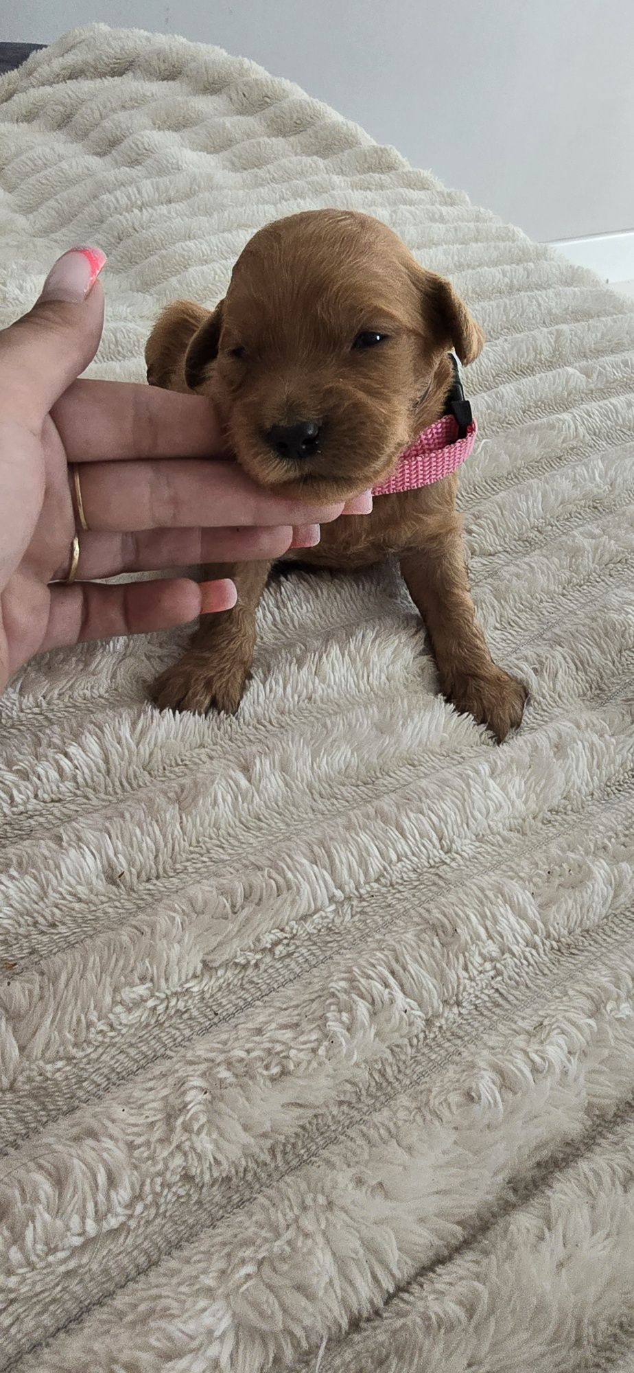Goldendoodle f1 medium red-brown