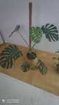 Monstera  duży domowy kwiat