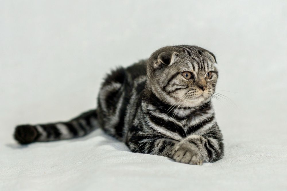 Шотландский вислоухий мальчик