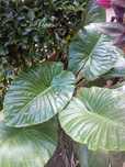Planta orelha de elefante