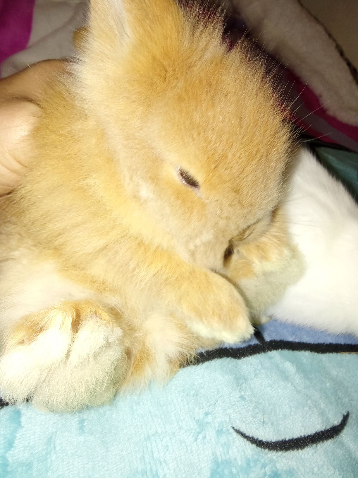 Coelhos anões bebés mini angorá