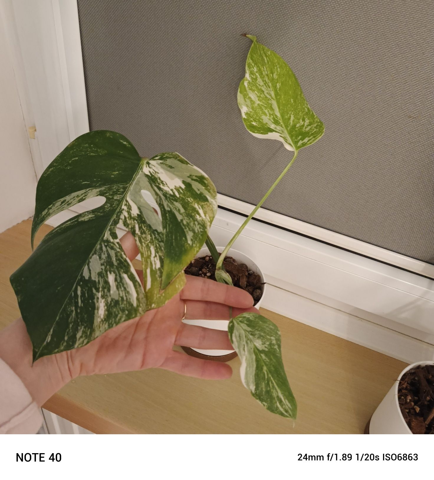 4 monstery variegata.cena za 1 szt