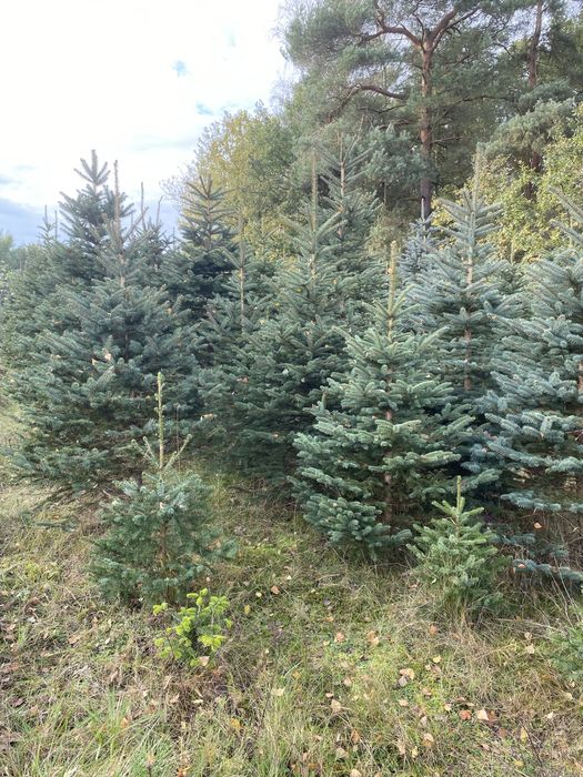 Świerki srebrny i pospolity, choinki bożonarodzeniowe