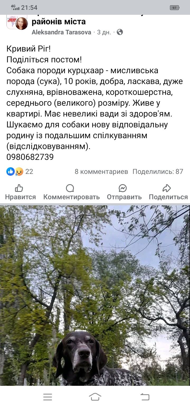 Собака породы курцах. Охотничья собака бесплатно. Пёс даром. Щенки.