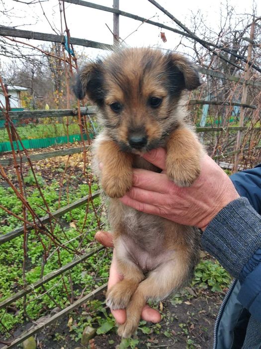 Собаки, цуценята безкоштовно