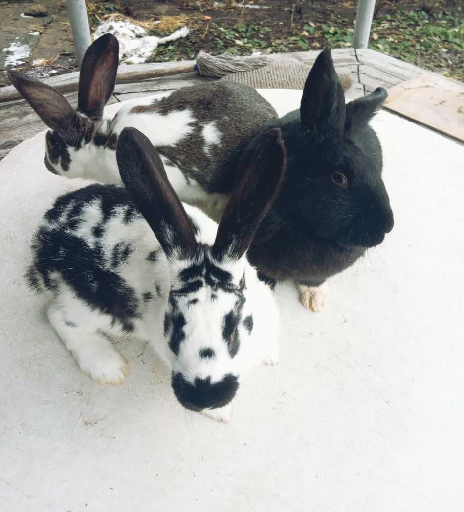 Кролики строкач та білий великан