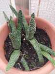 Suculenta Gasteria Carinata