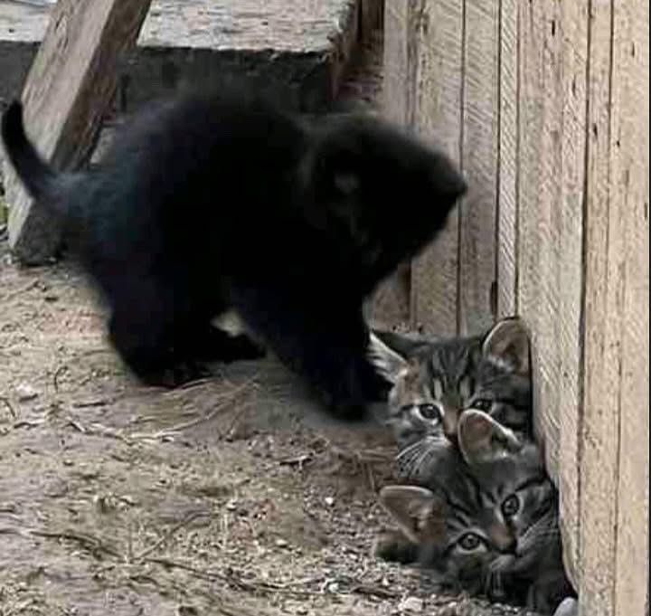 Отдаем котят котята
