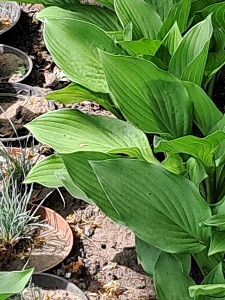Funkia Hosta * bialo-zielone, zielona i żółto-zielone ,ładne sadzonki