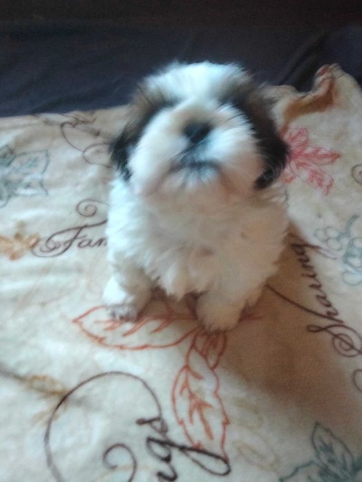 Śliczny szczeniak rasy Shih Tzu