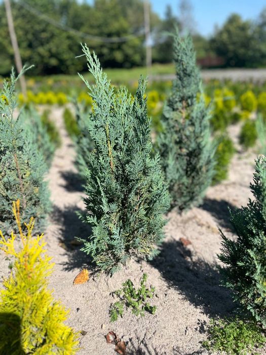 Даніка Смарагд Колумна Ауреа Нана Самшит яміріам