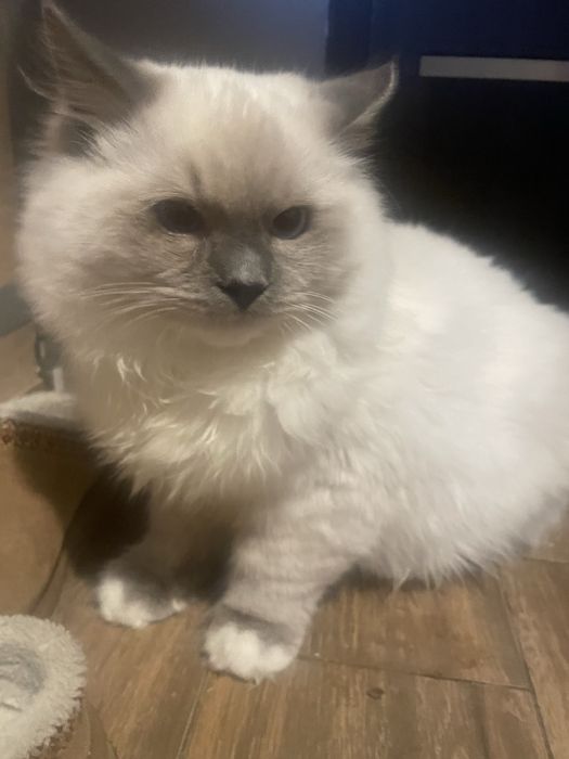 Kocurek Ragdoll wnuk Championa  rodzice FPL badania genetyczne cudny