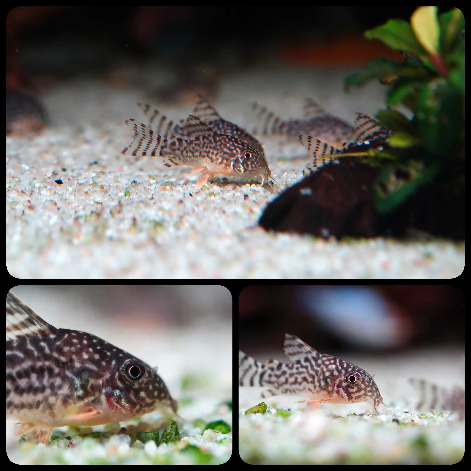 Kirys Sterby (Corydoras sterbai). AQUASZOP