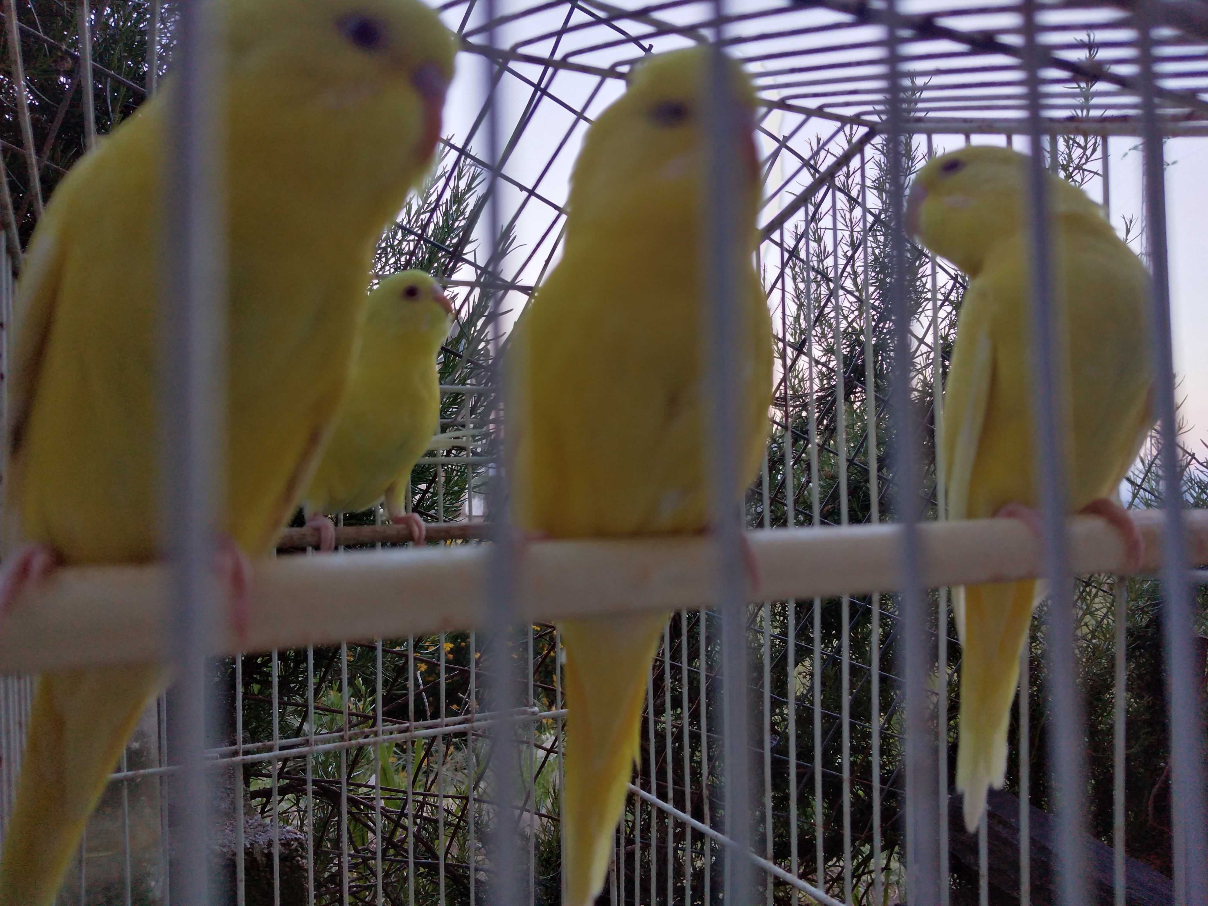 Periquitos australianos