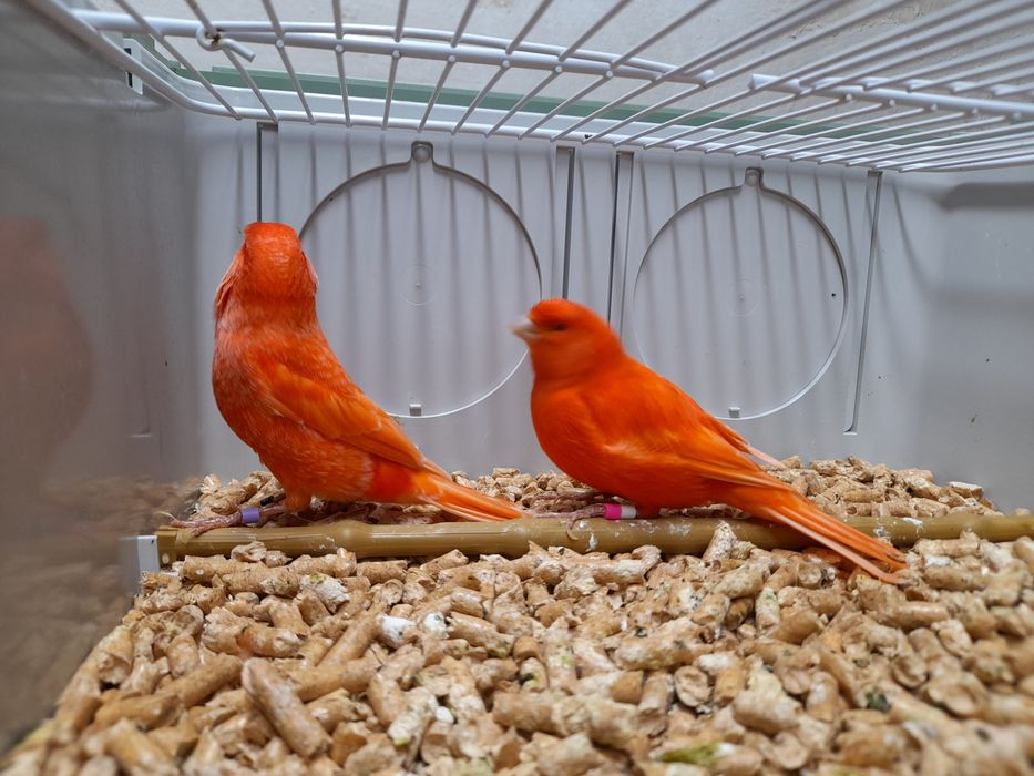 Kanarek/kanarki czerwone