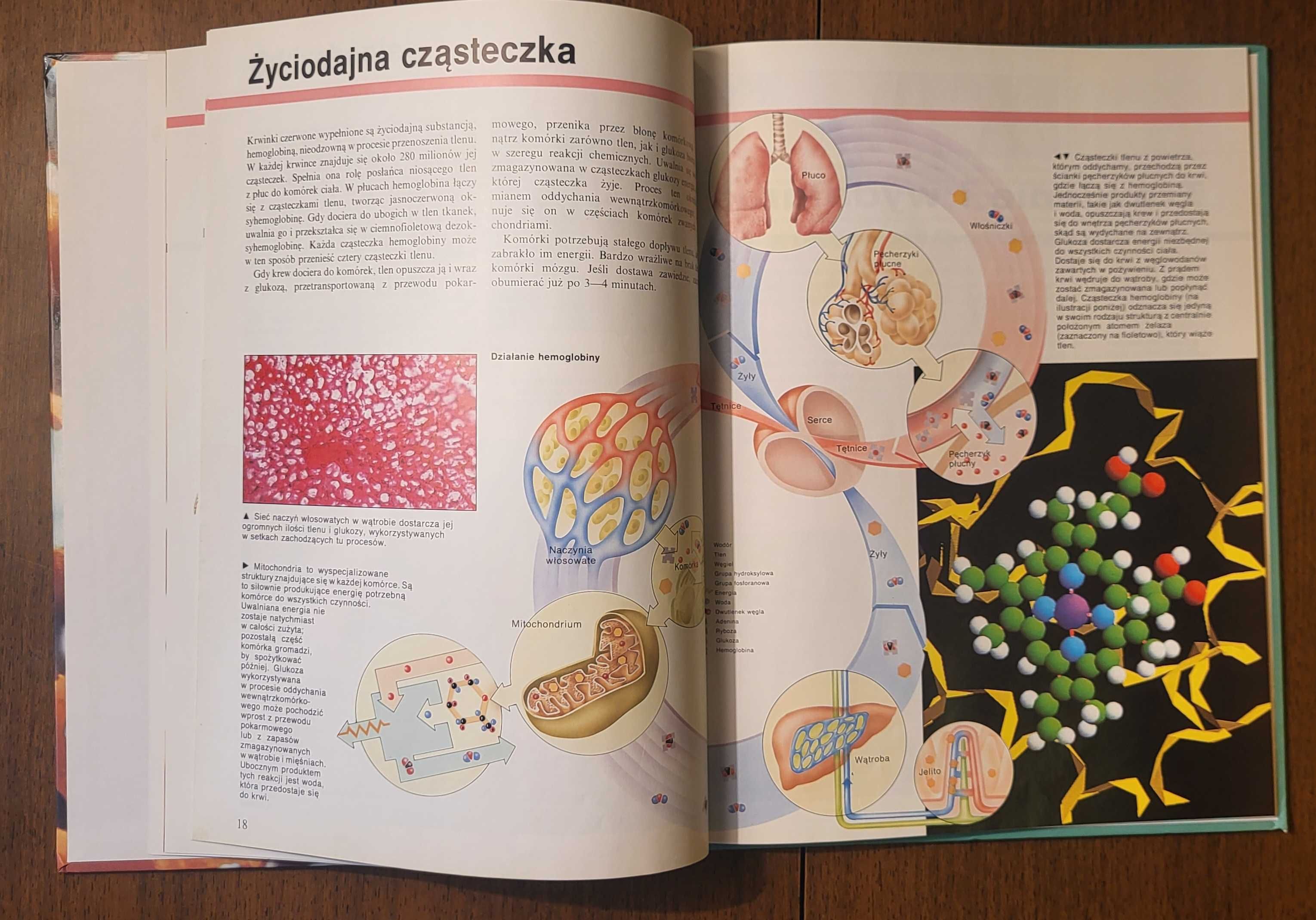 Encyklopedia Wiedzy i Życia - Ludzkie Ciało