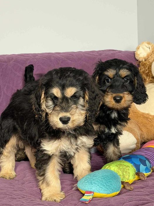 Cockapoo f1-Cocker Spaniel /pudel miniatura -PIES