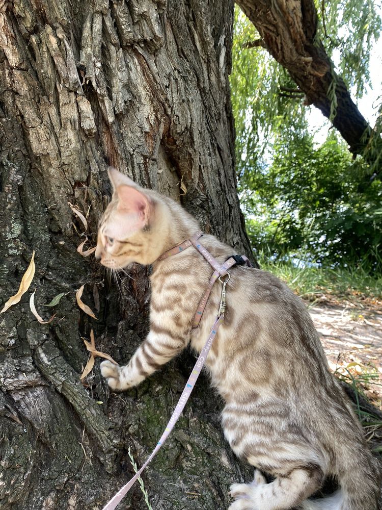 Снежный бенгальский кот