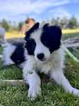 Border Collie szczenię Zkwp Fci