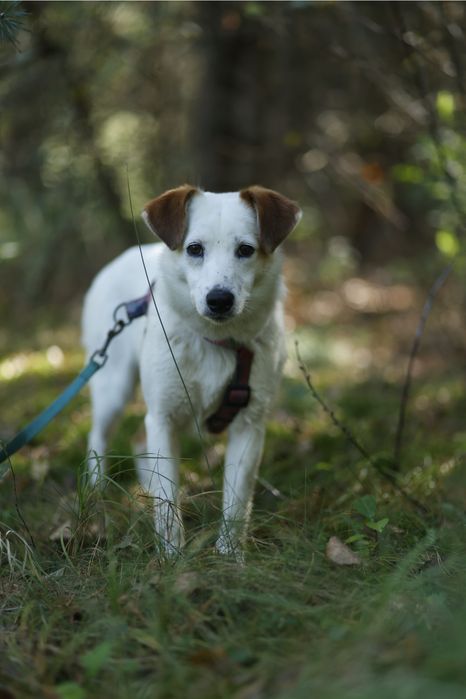 Delikatna piękność czyli Kimczi poleca się do adopcji