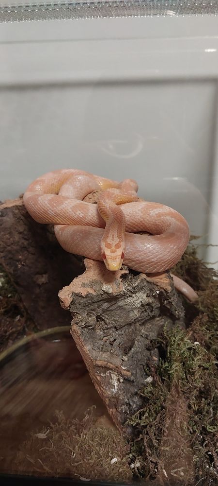 Wąż zbożowy gady terrarium mata grzewcza