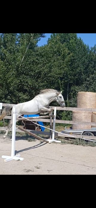 Égua pura raça, perfeito para obstáculo
