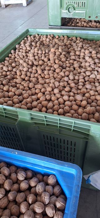 Nozes Chandler venda a granel