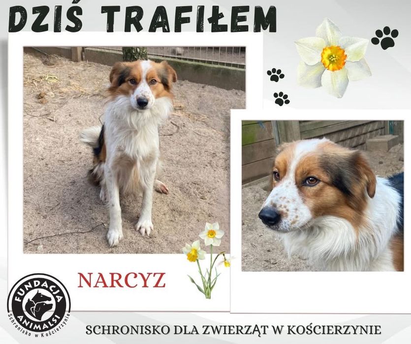 08.02.25 pies znaleziony w schronisku kościerzyna