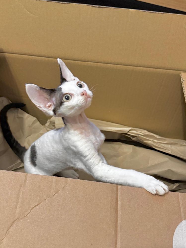 Devon rex kocurek FPL / po kastracji