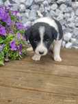Border collie śliczna suczka przebadani rodzice