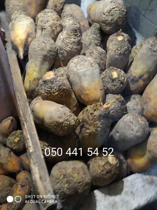 Буряк   кормовий