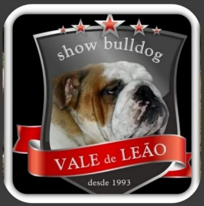 Bulldog Inglês macho (Lop, Afixo, garantia)