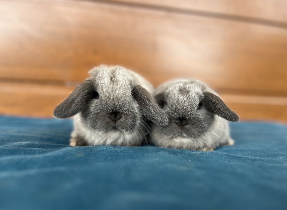 Mini lop Karzełek Baranek Syjamski Królik Króliki Miniaturka