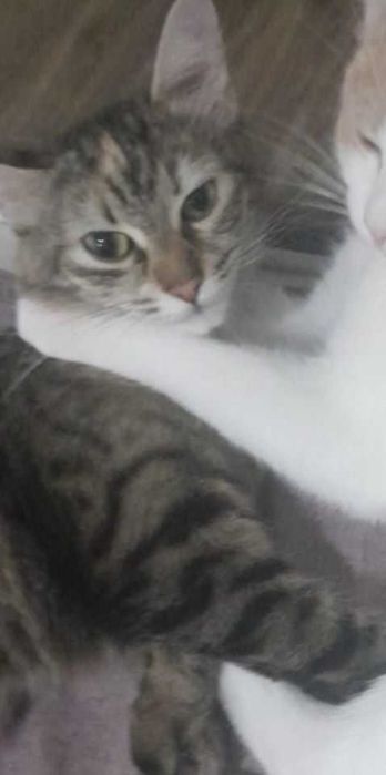 Загубилась кішка