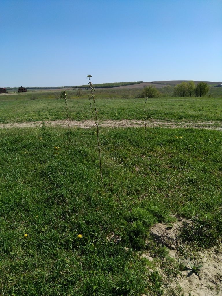 Продається будинок у селі Тарашанах