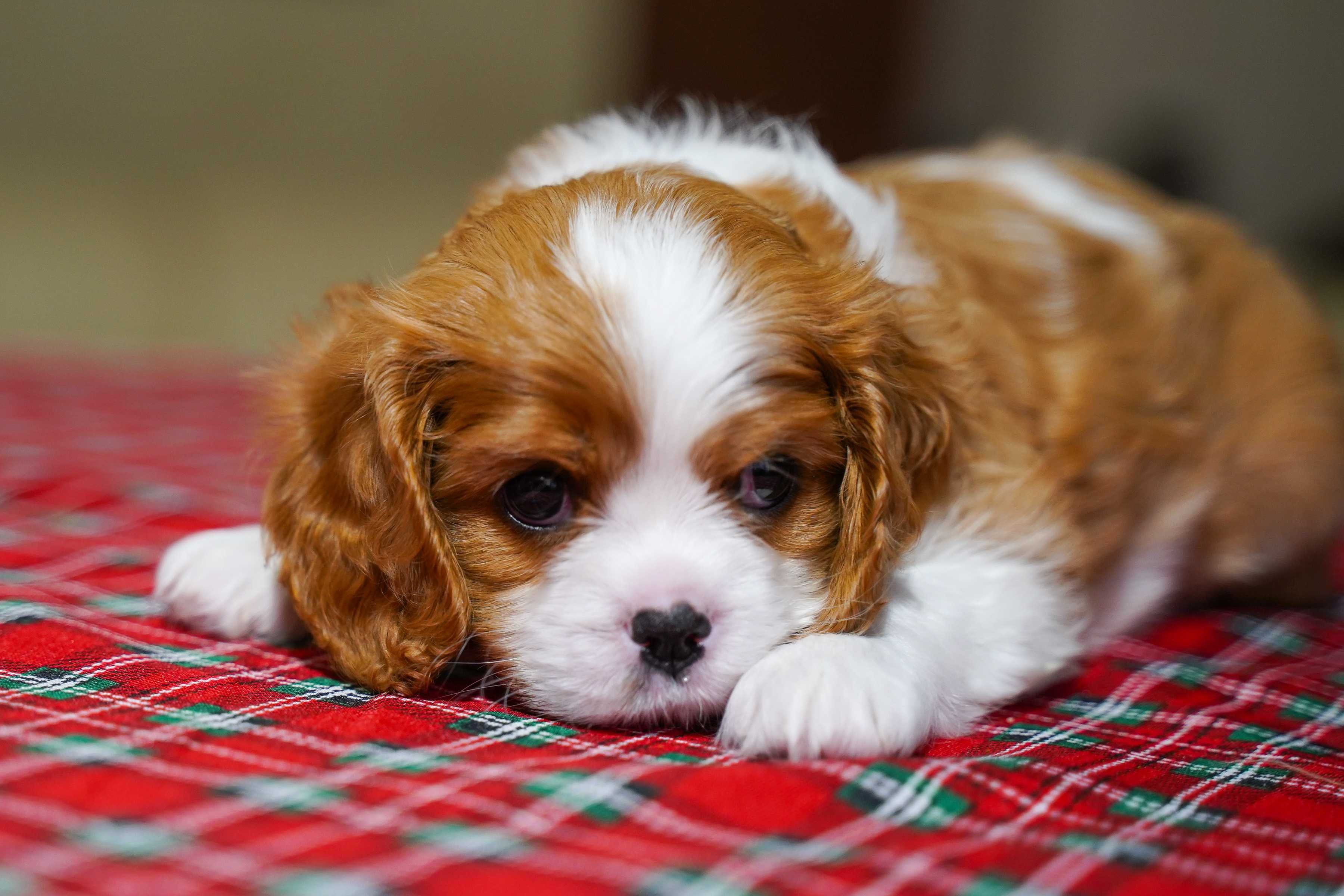 Cavalier King Charles Spaniel szczeniak