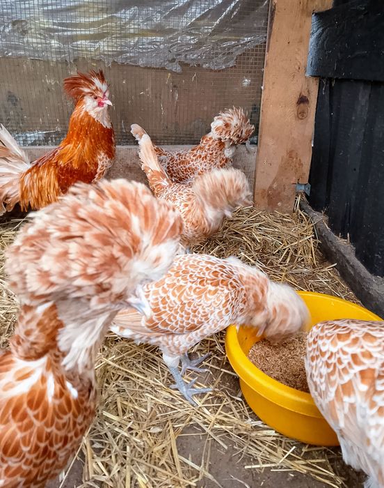 Kury kurczaki jajka jaja lęgowe sebrytka ayam silka brahma czubatka