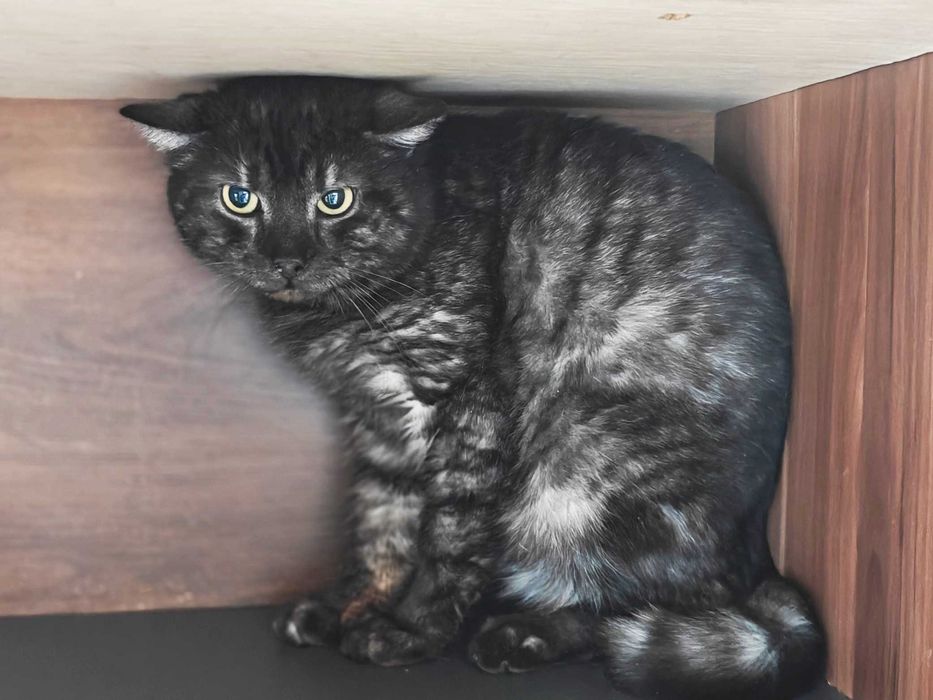 Молоденький котик Мур, 1,5 року, стерилізований чекає на нову родину