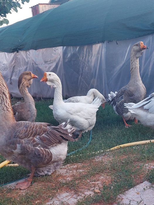 Продам гусей Холмогор