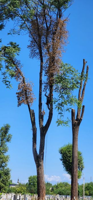 Пропоную послуги з видалення, вирізки, вирубки, валки аварійних  дерев